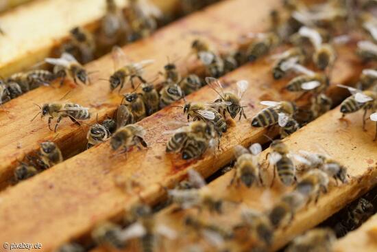Die Imkerei und die Welt der Bienen