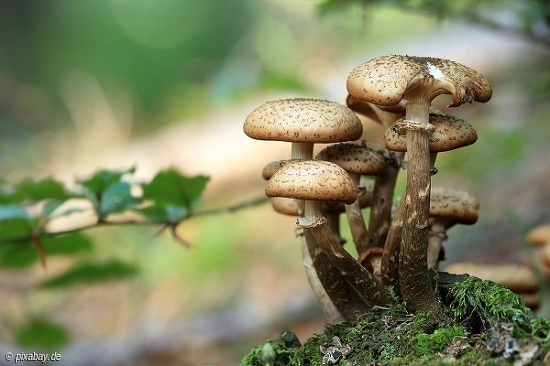 Gift - und Speisepilze, Bedeutung der Pilze im Öko-System. Wanderung mit Erklärungen